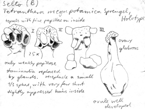 Vorschaubild Tetranthera megapotamica Spreng.